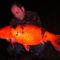 koi ponty 7,2kg_921556_n