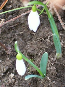 2011február20 -Hóvirág