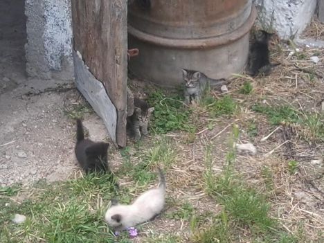4 cica gazdik keres (a sziámi keverék már gazdis)