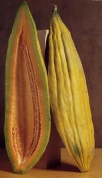 Banán uborka - Cucumis melo banana