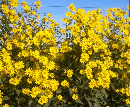 Csicsóka - Helianthus tuberosus