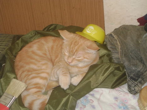 Építő munkás macska