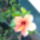 Hibiszkus_uj_viragja_1504280_4090_t