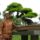 Orias_bonsai_1504774_5876_t