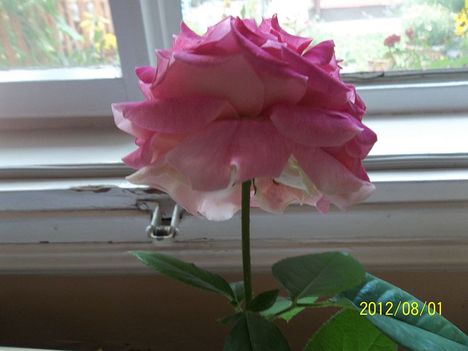 rózsa (szőregi) a szirmok fonákja halvány rózsaszín
