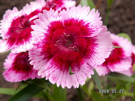 Szegfű - Carnation Pinks