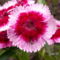 Szegfű - Carnation Pinks