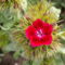 Törökszegfű - Dianthus barbatus