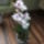 Dendro_uj_1551724_7846_t