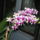 Fuveszkert_2012szeptember_honap_dendrobium_phalaenopsis_1_1551634_2627_t