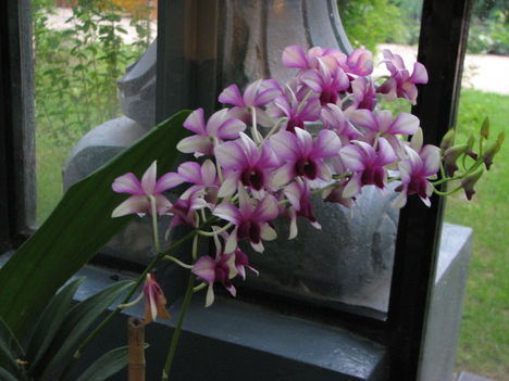 Füvészkert, 2012.szeptember hónap: Dendrobium phalaenopsis 2