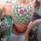 Mai  kaktuszvirágom