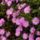 Aster-001_1552078_3163_t