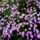 Aster_1552076_7875_t