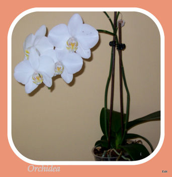 Orchidea