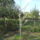 Oszi_kortefa_viragzas_1552878_9082_t