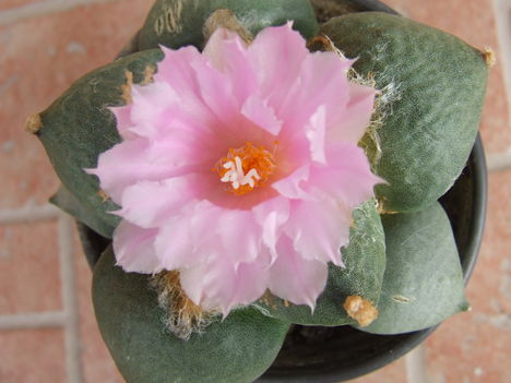 Ariocarpus