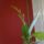 Orchideak_1_1553502_3163_t