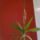 Orchideak_3_1553504_4773_t
