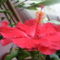 A bimbós kinyílt hibiscus