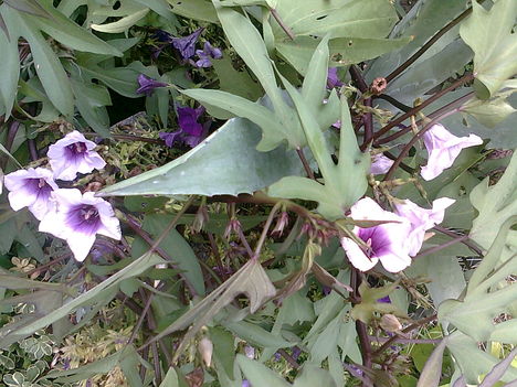 Az édesburgonya (batáta) virága