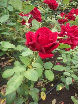 botananikus rózsakert