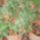 Fukszia-003_1554793_7422_t