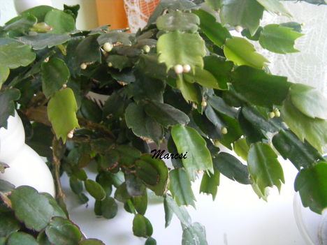 Kaktuszom bimbós álapotban