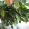 Kaktuszom bimbós álapotban
