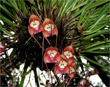 monkey-orchid-