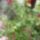 Murvafurt-017_1554779_6210_t