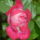 Rozsa-009_1554781_9210_t