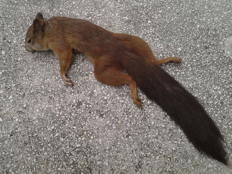 Találtam egy mókustetemet az arborétumnál.
