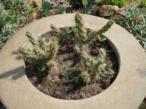 Téláló kaktusz