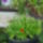 Viragok_oktoberben_12_1554811_3603_t