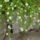 Viragok_oktoberben_17_1554816_1233_t