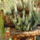Viragok_oktoberben_1_1554800_6015_t