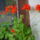 Viragok_oktoberben_5_1554804_8272_t