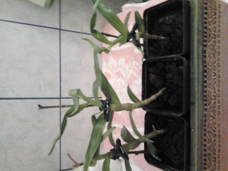 Dendrobium palánták