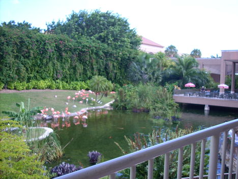Flamingók -a számukra kialakított  helyen. Úgy tünik, jól érzik itt magukat.