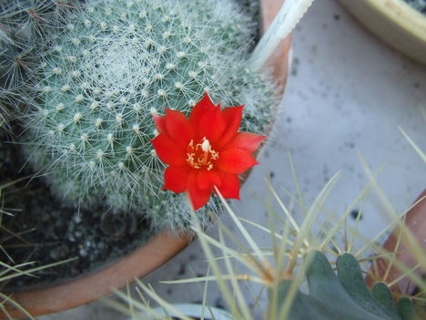 DSCF6406