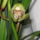 Nyilik_a_cimbidium_1556629_9618_t