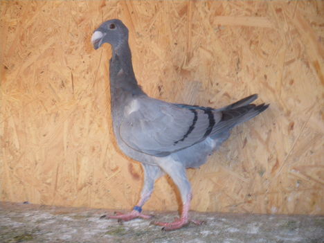 galmbKép 001