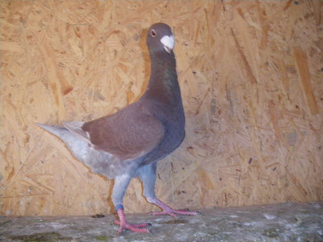 galmbKép 005