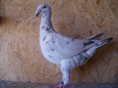 galmbKép 006