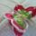 Ciklamen_pillango_1558909_5074_t