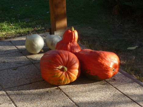 Cucurbita maxima