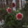Dalia-004_1558397_6137_t