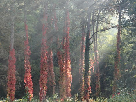Igazi őszi kép:Köd,pára,kis napsugár és a színek!