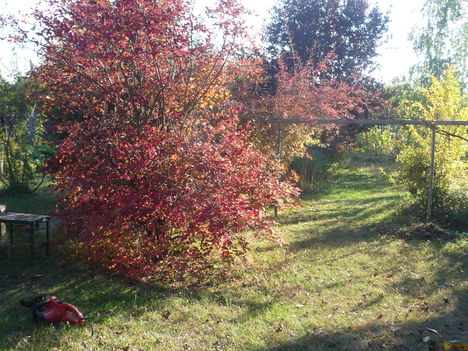 Labdarózsa őszi pompája